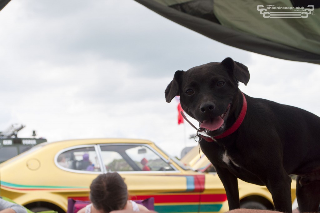 Patch the dog posing infront of Mk1 Gaz's Capri